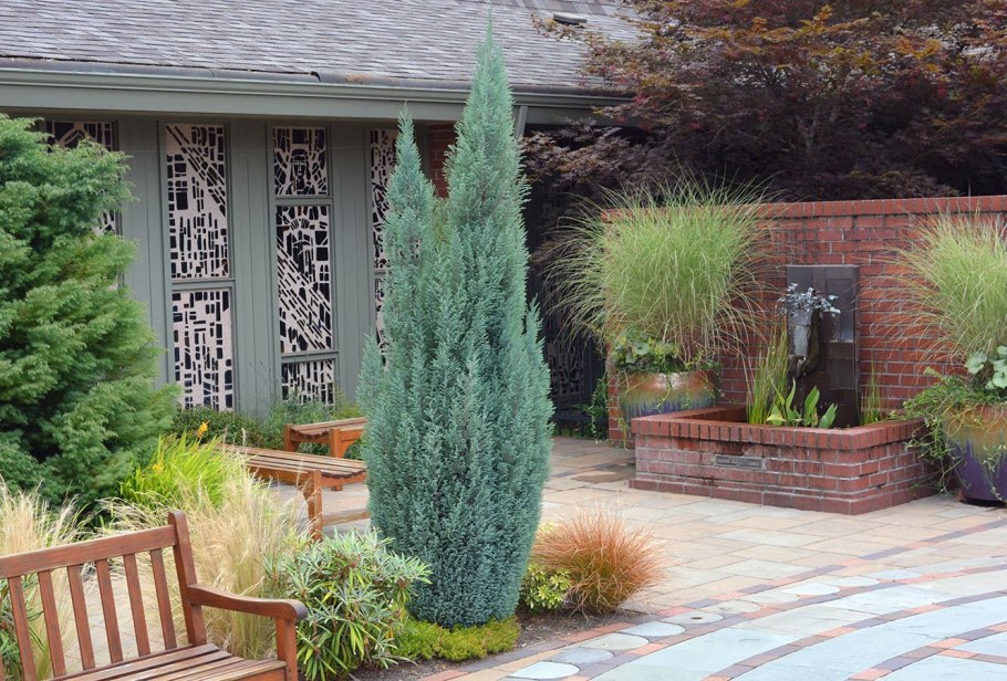 Можжевельник Блю Мунглоу