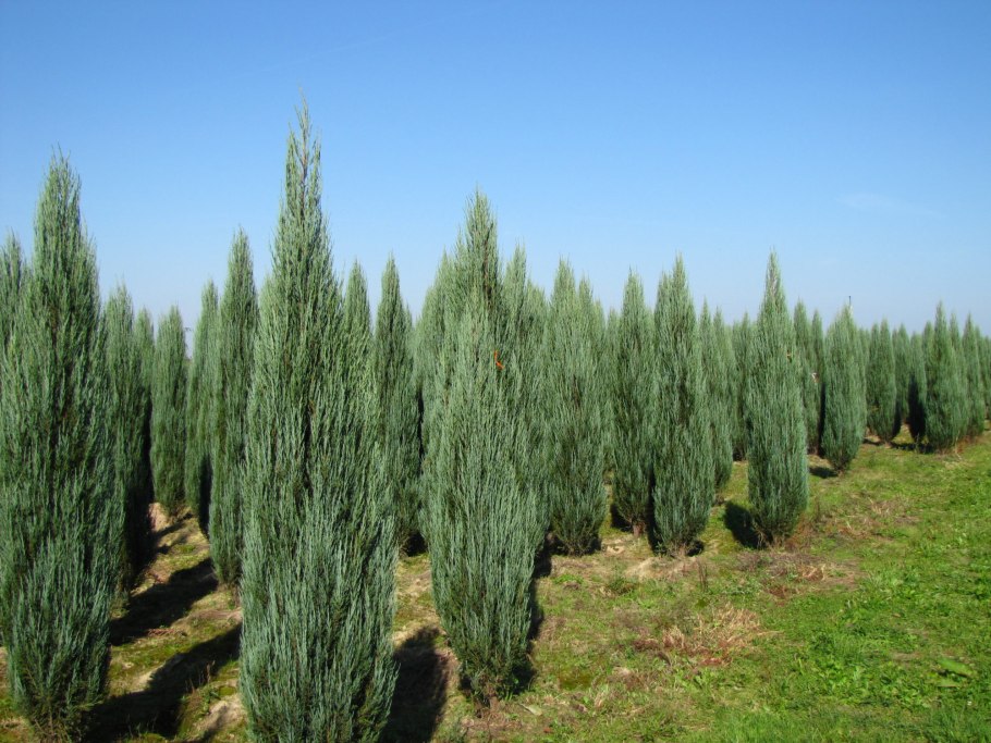 Можжевельник БДЮ рануб