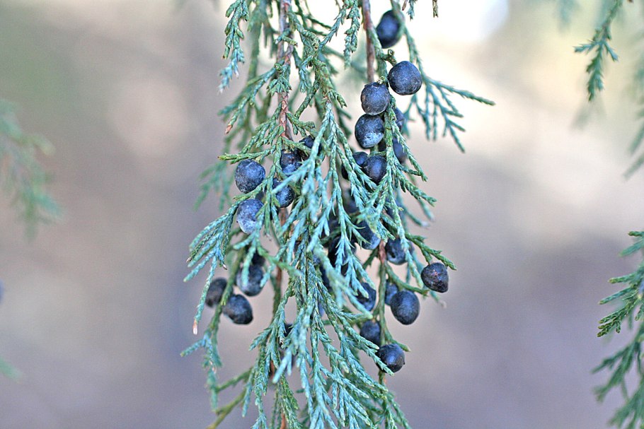 Можжевельник скальный Скайрокет