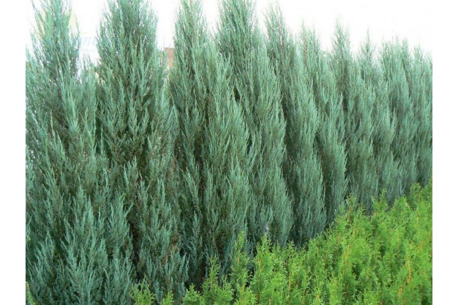 Можевельник скальный Блю эроу