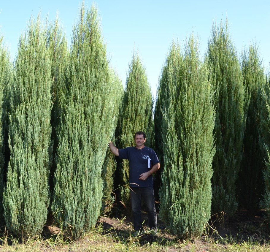 Можжевельник скальный Блю Эрроу