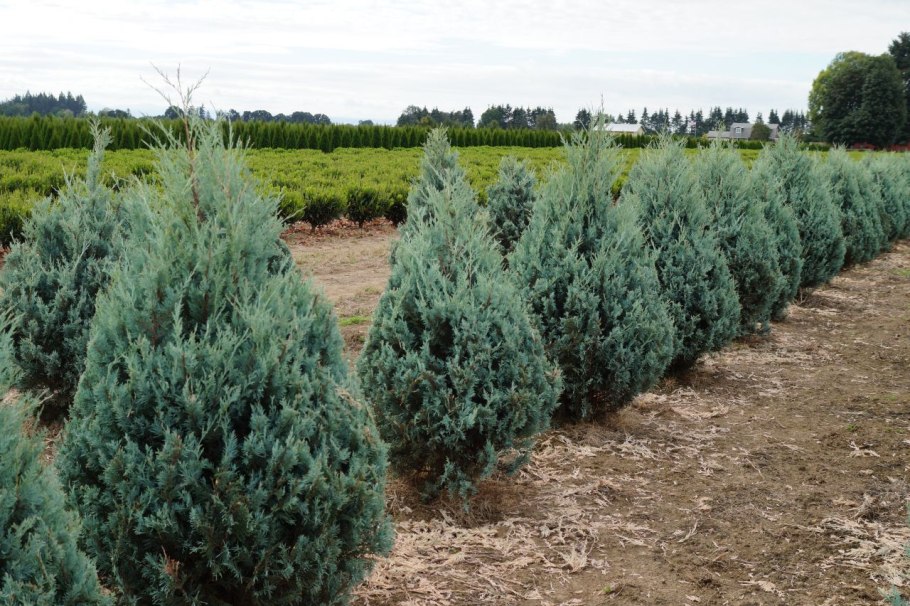 Можжевельник Скайрокет