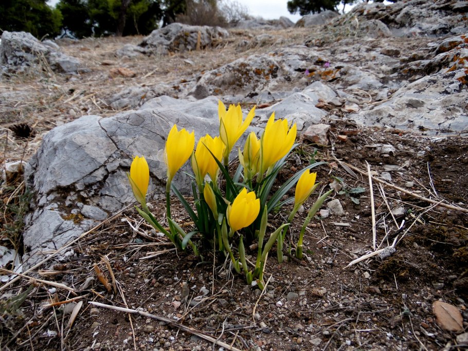 Штернбергия жёлтая