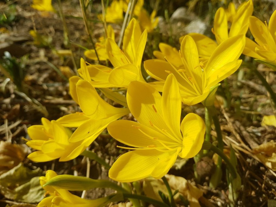 Крокус Штернбергия