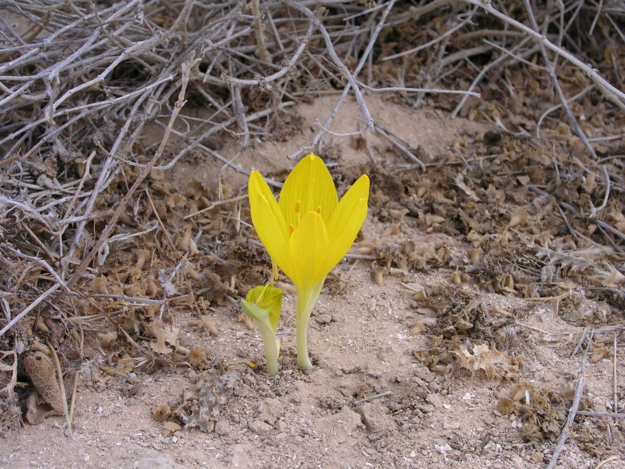 Крокус Штернбергия
