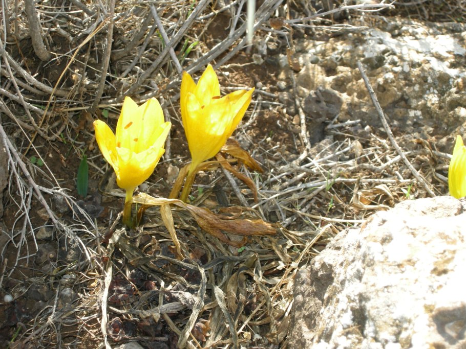 Штернбергия безвременниковоцветная