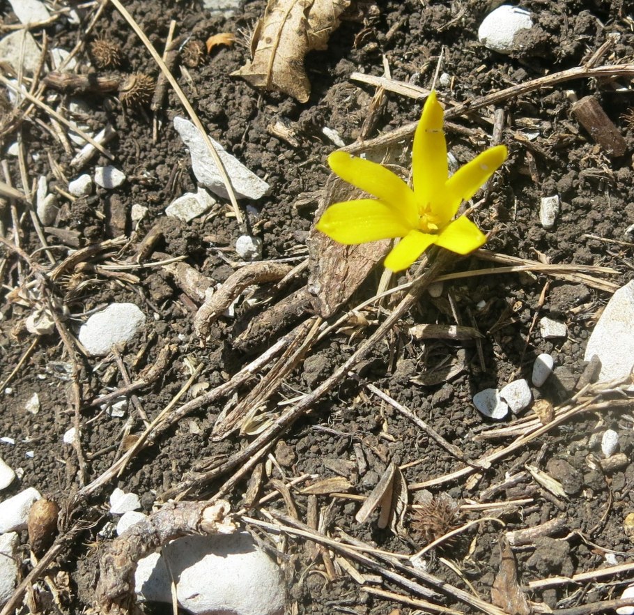 Штернбергия lutea