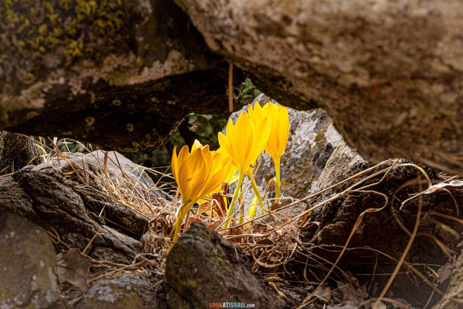 Штернбергия Фишера