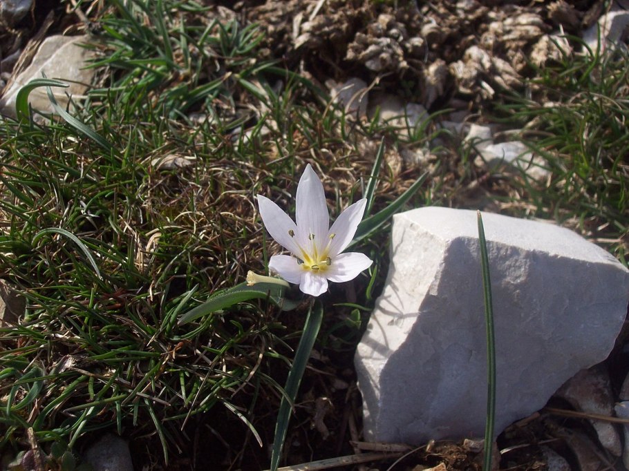 Штернбергия зимовникоцветковая