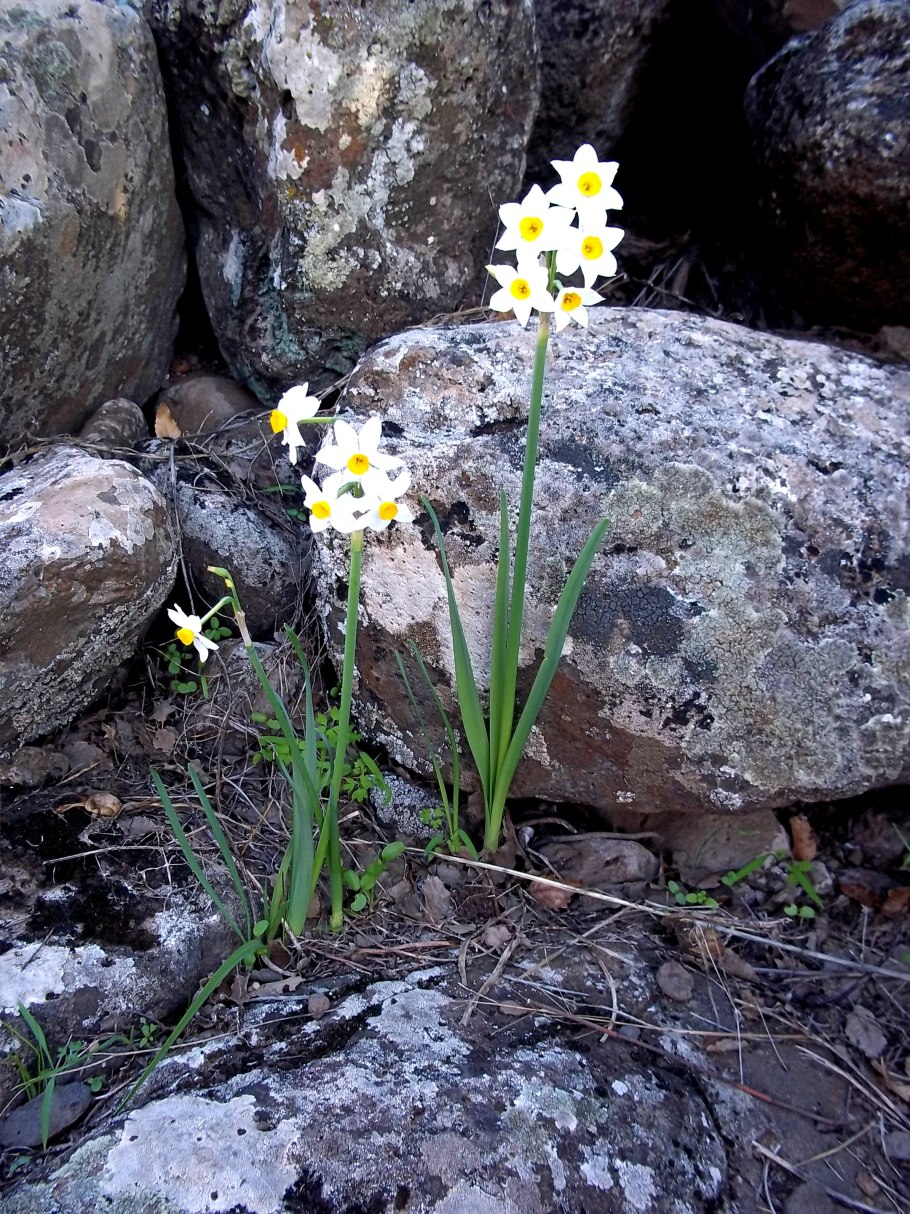 Штернбергия безвременниковоцветная