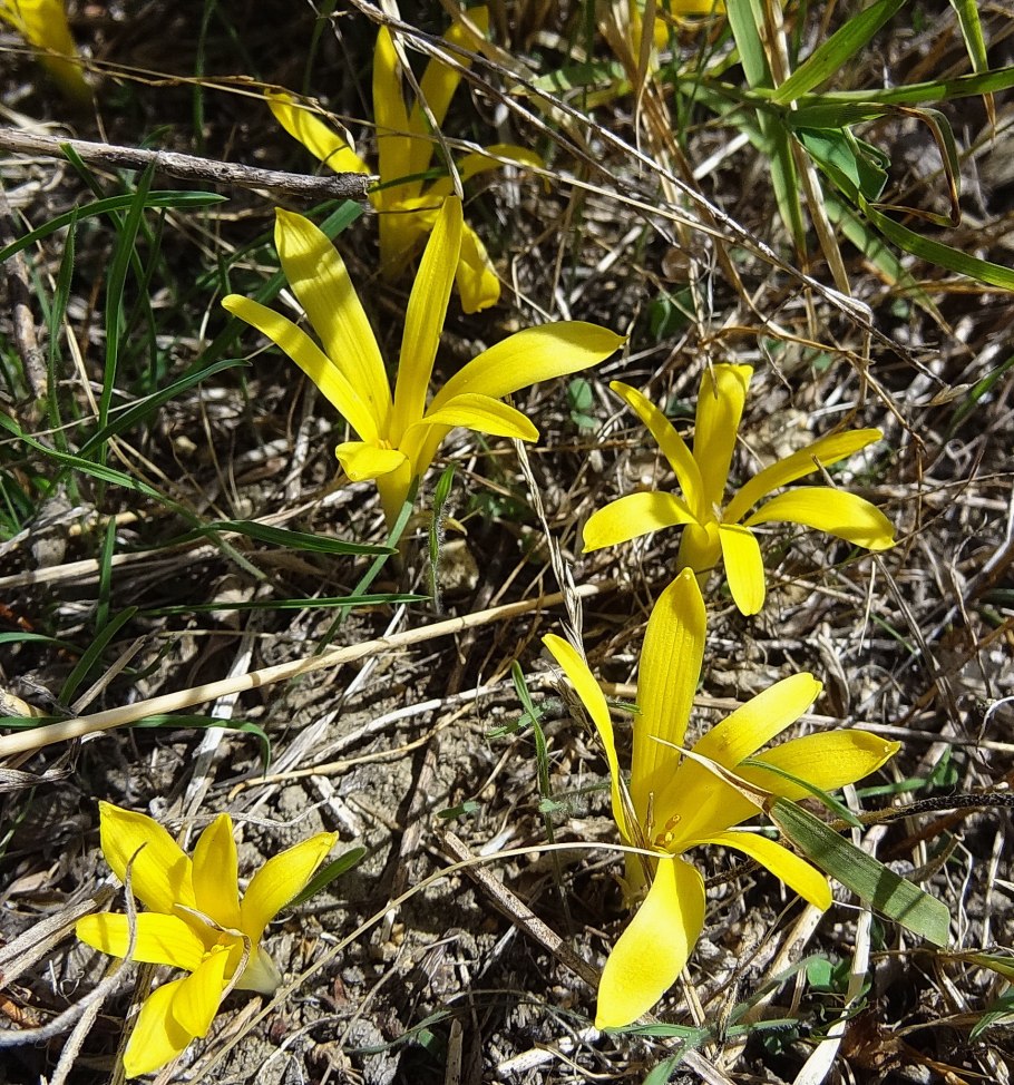 Штернбергия колхикоцветная