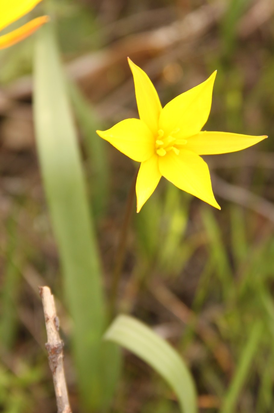 Штернбергия Клузиуса