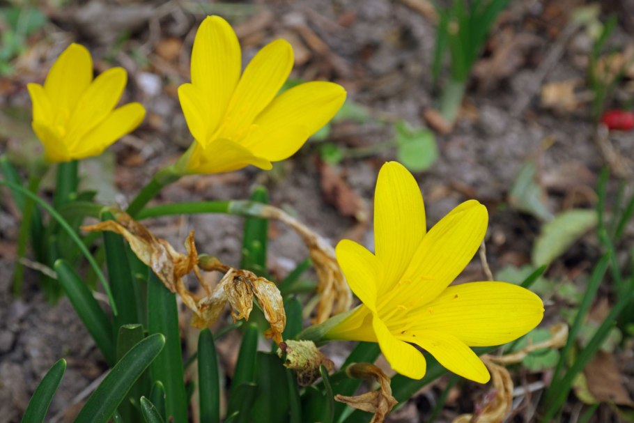 Штернбергия колхикоцветная