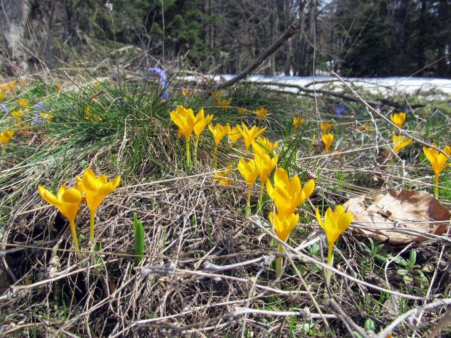 Unusual Flower in Sternbergia vernalis x Candida