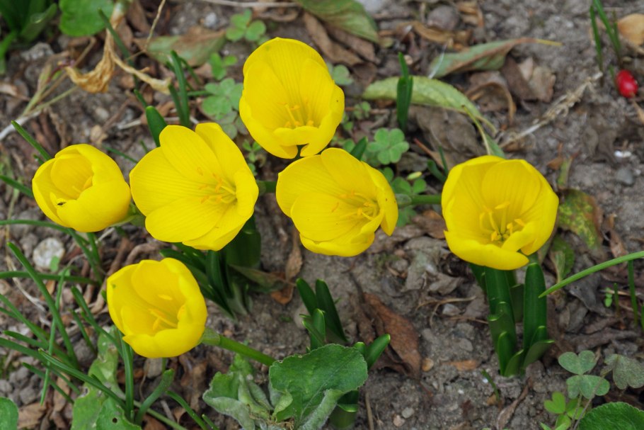 Штернбергия lutea