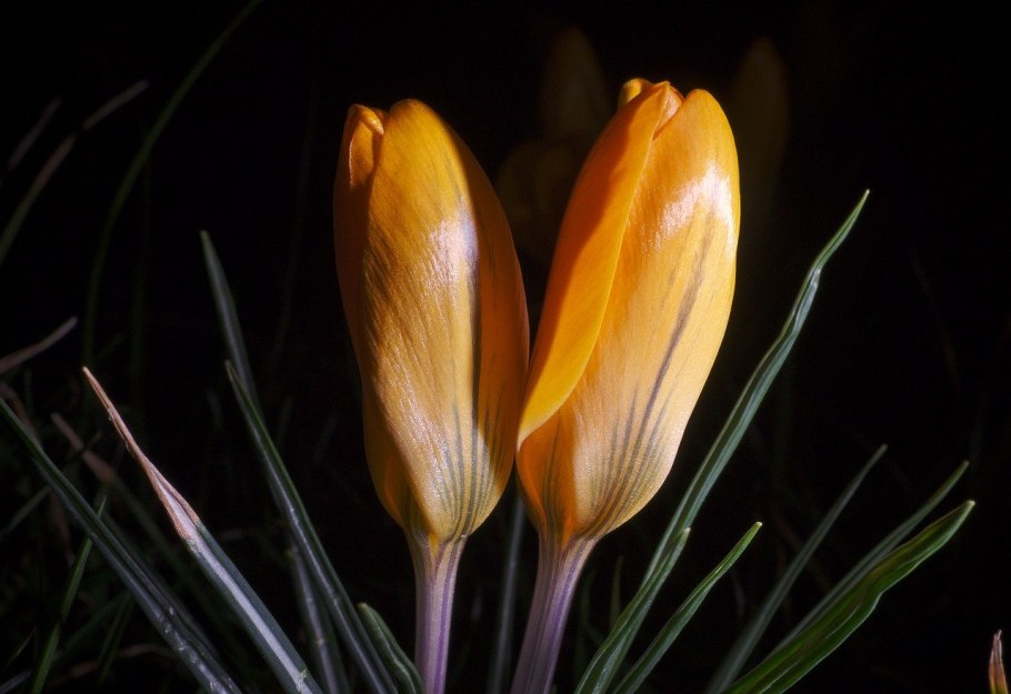 Штернбергия жёлтая