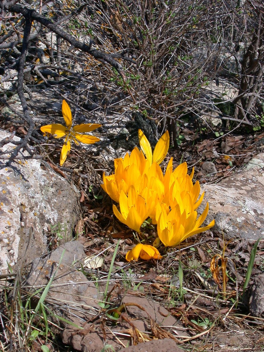 Штернбергия lutea