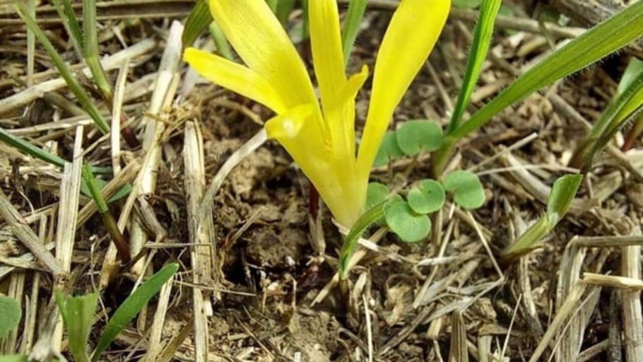 Крокус Штернбергия