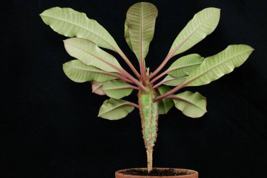 Молочай leuconeura