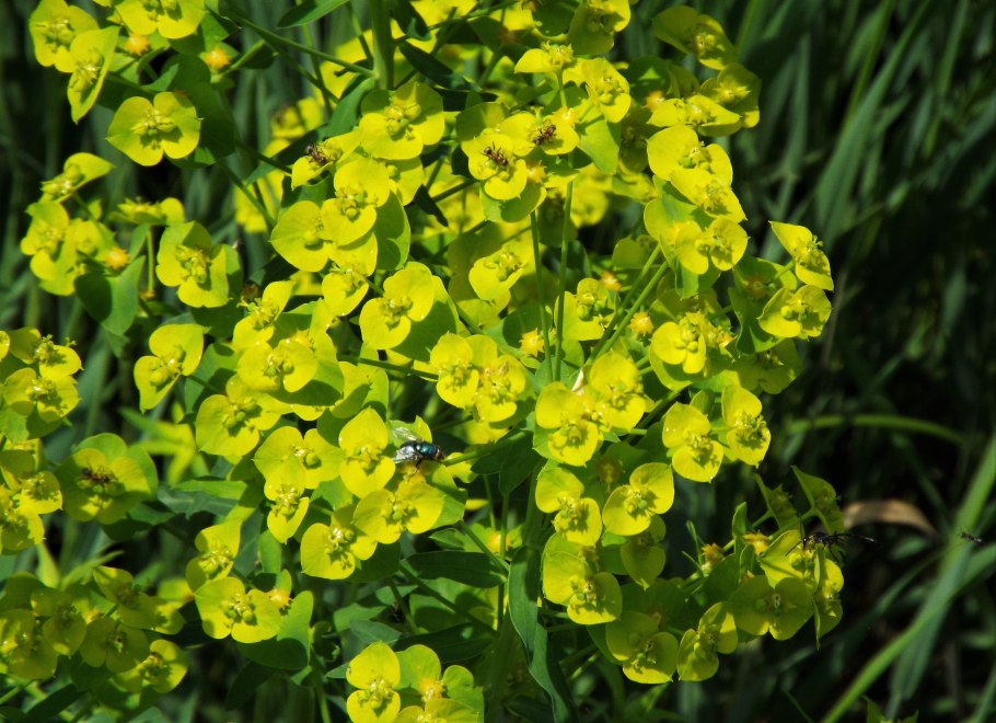 Молочай Крымский