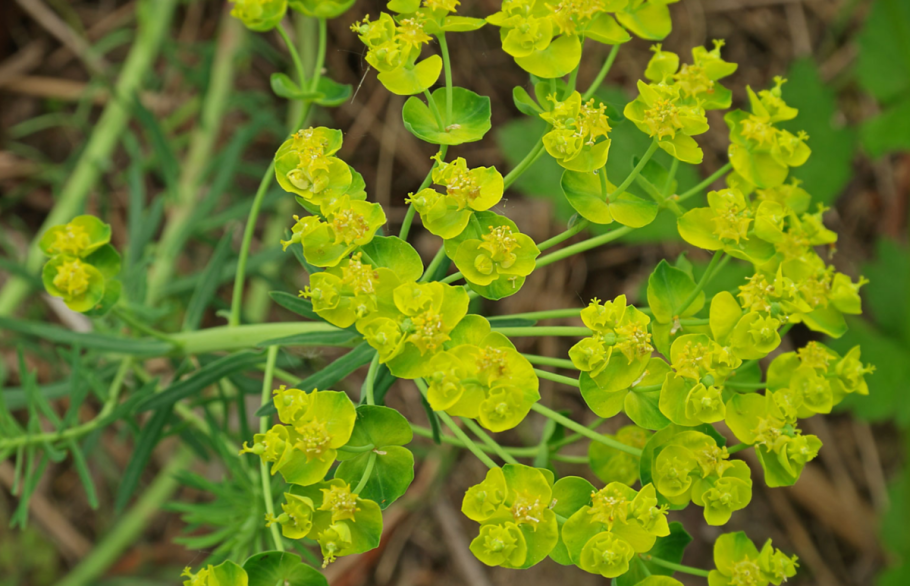 Euphorbia cyparissias