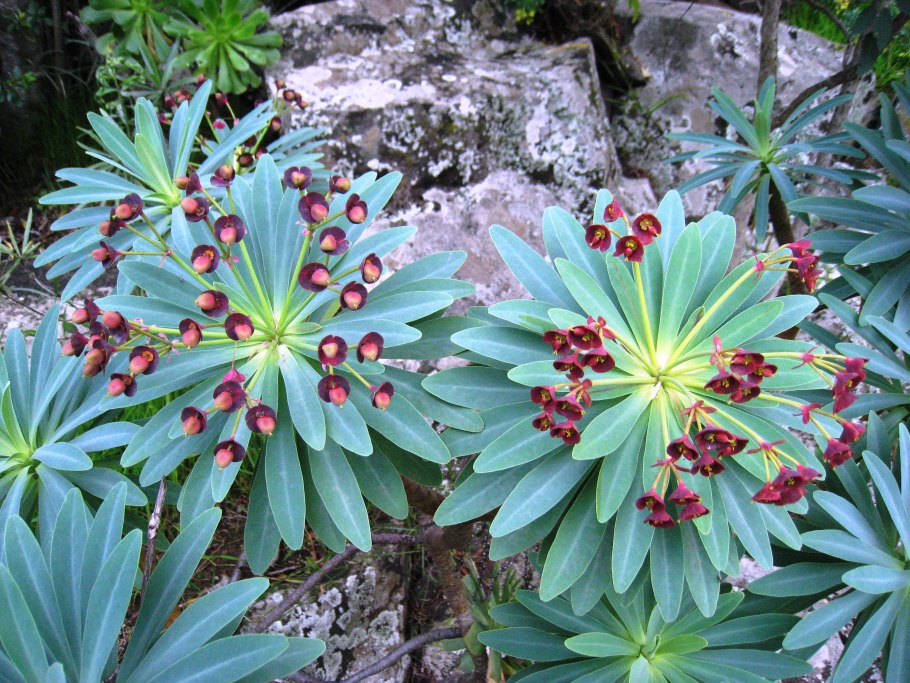 Молочай Атропурпуреа