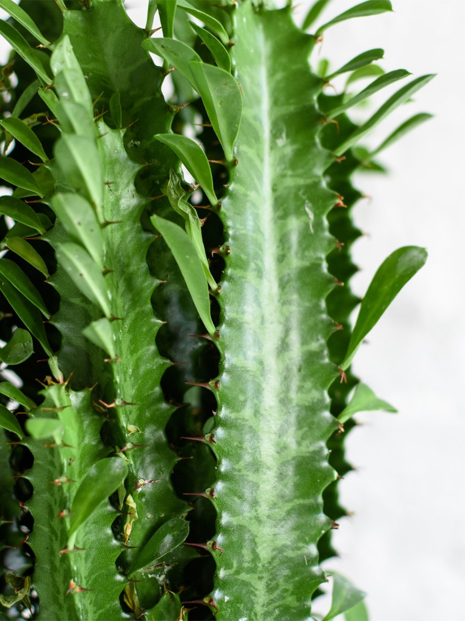 Эуфорбия молочай трёхгранный