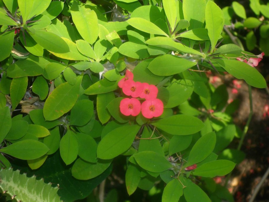 Молочай Сильверсван