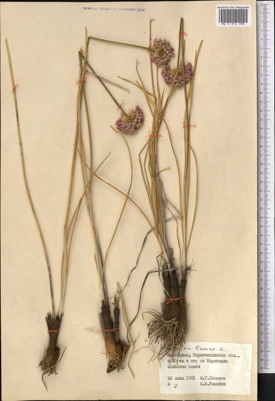 Лук огородный Allium oleraceum