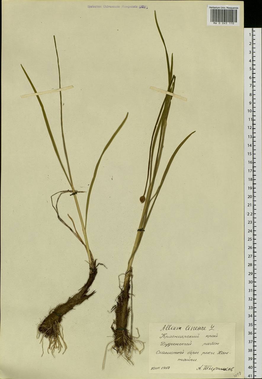 Allium schoenoprasum гербарий