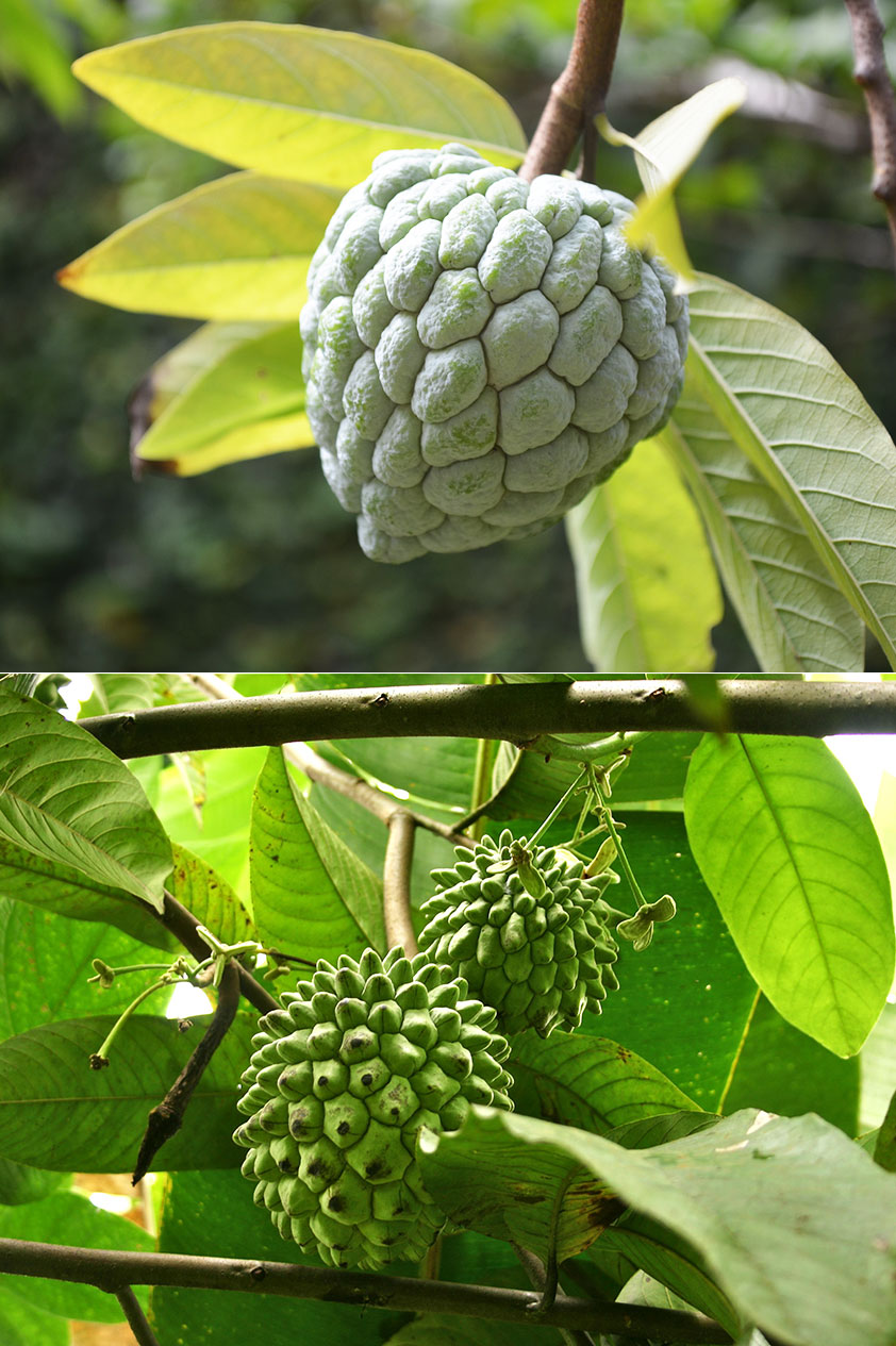 НОЙНА сахарное яблоко