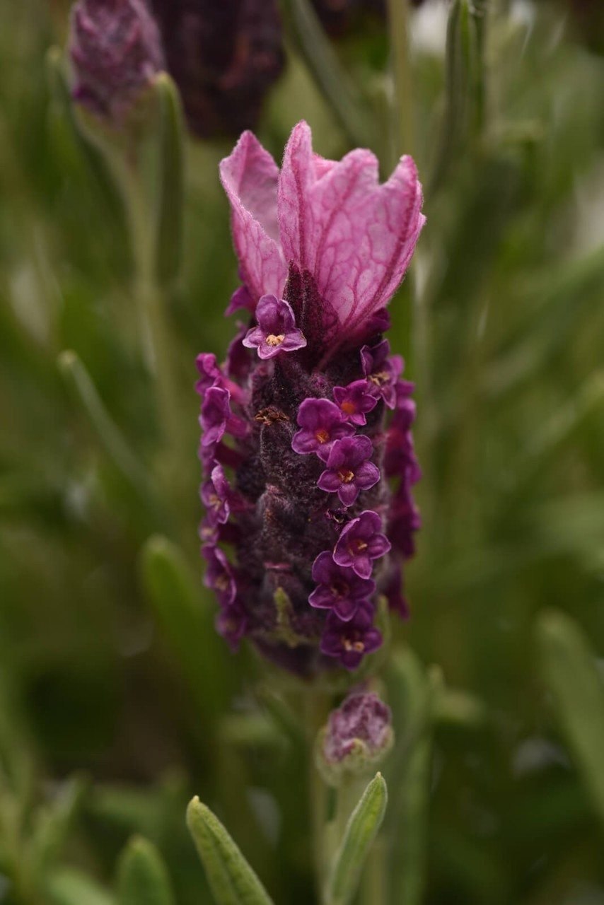 Lavandula stoechas pedunculata