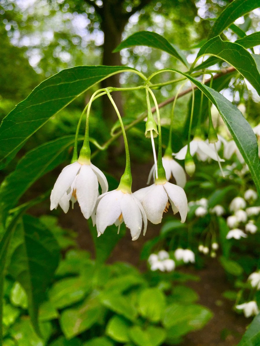 Стиракс бензойный (Styrax benzoin)