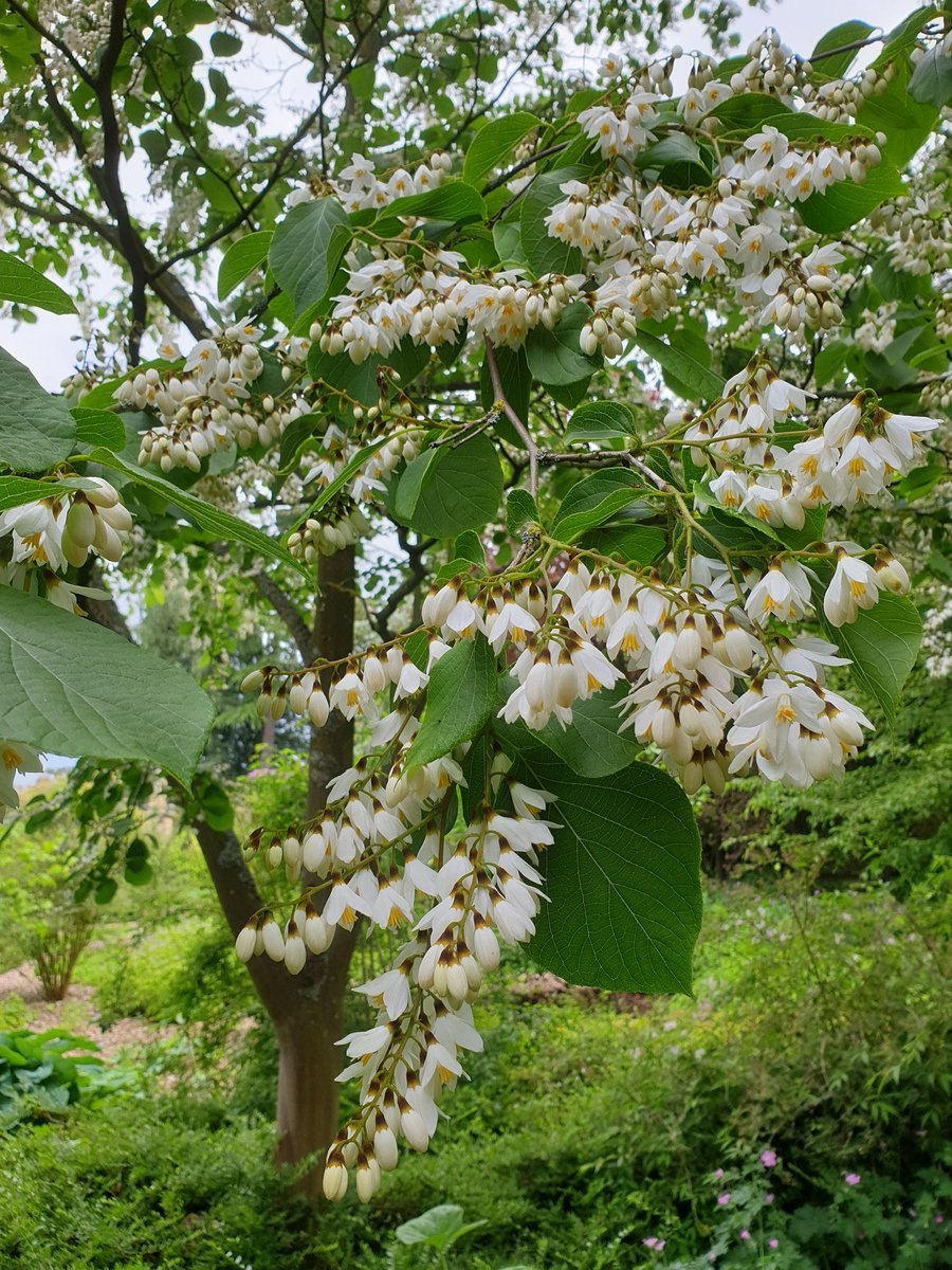 Стиракс японский фото