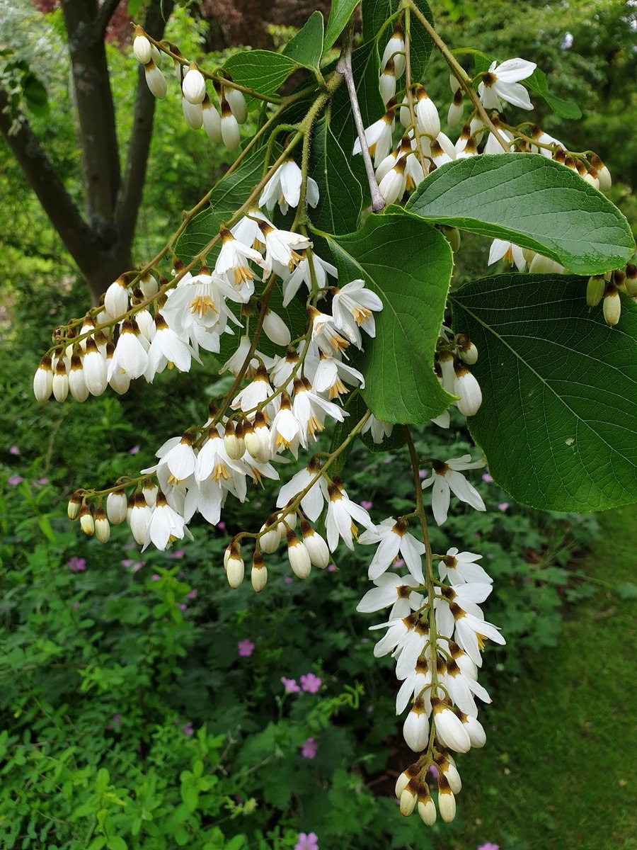 Стиракс (Styrax)