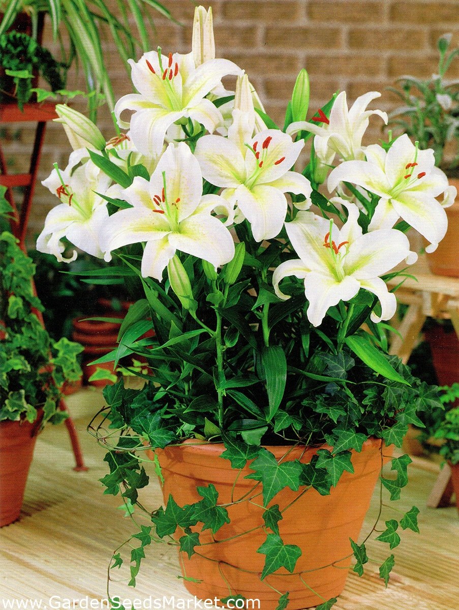 Лилия карликовая