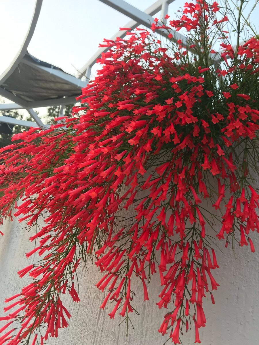 Russelia equisetiformis