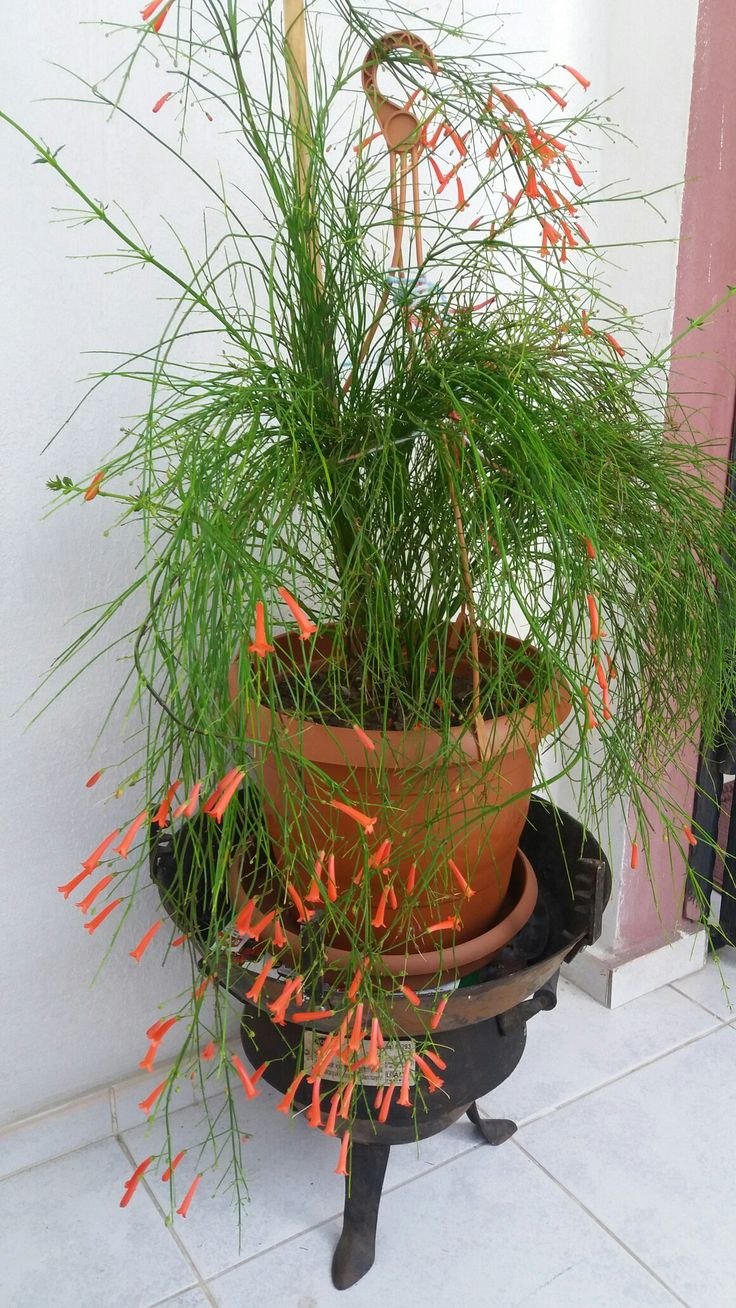 Русселия белая