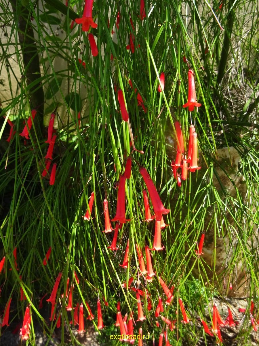 Русселия хвощевидная