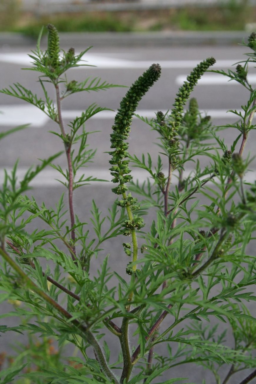 Амброзия трехраздельная