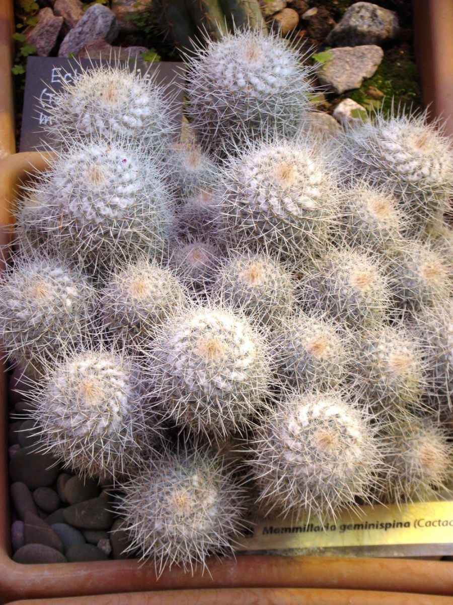 Маммиллярия центрицирха