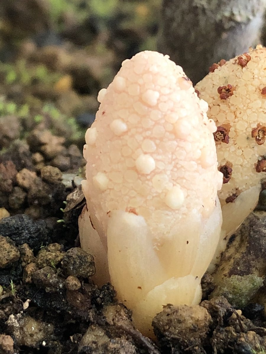 Материнская плата MSI 865gvm2-LS