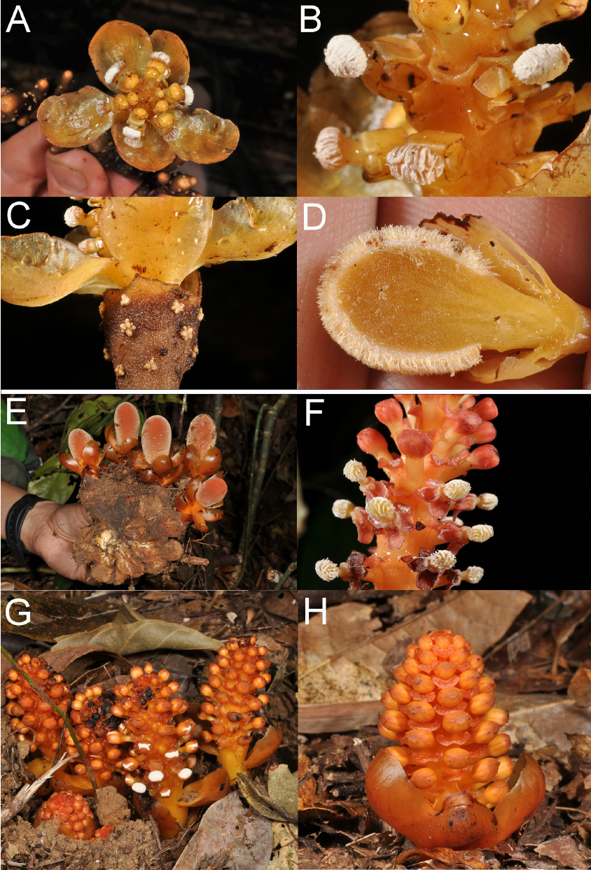 Balanophora Coralliformis