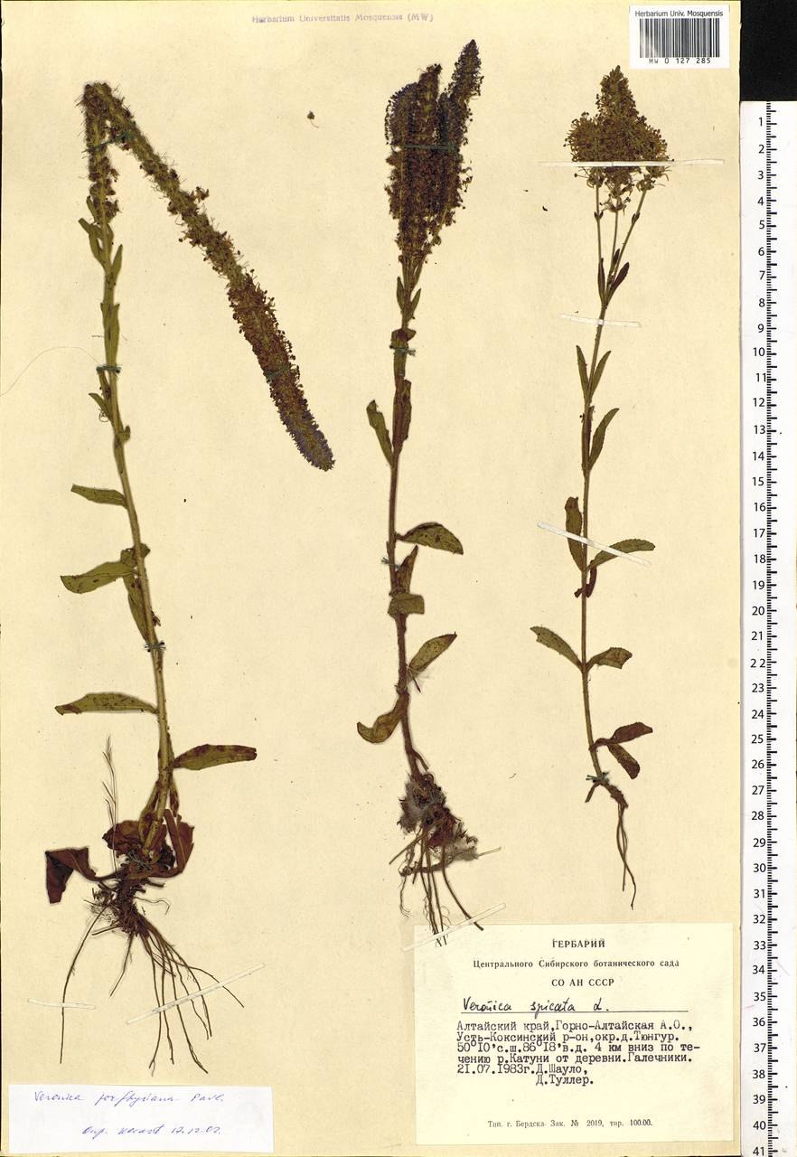 Вероника колосистая