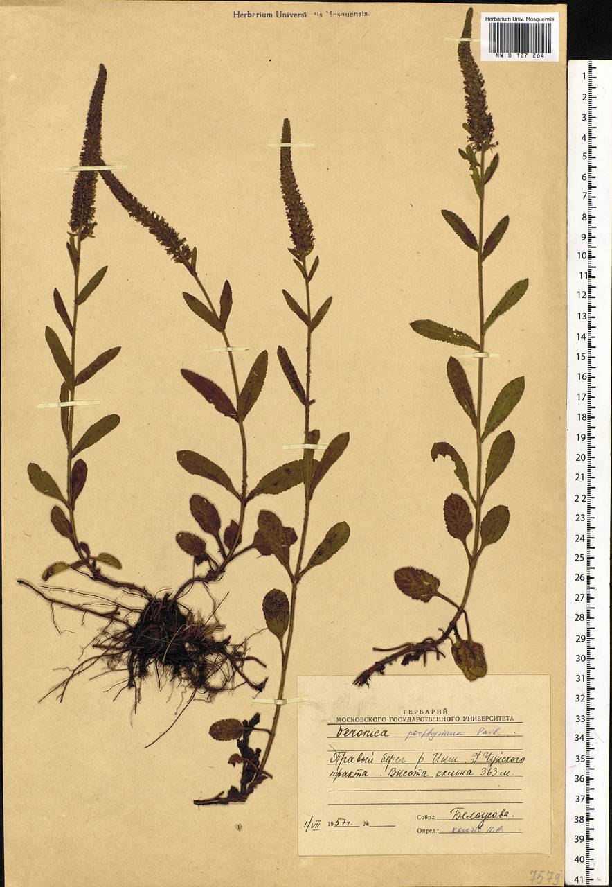 Вероника цветок фото дикорастущая