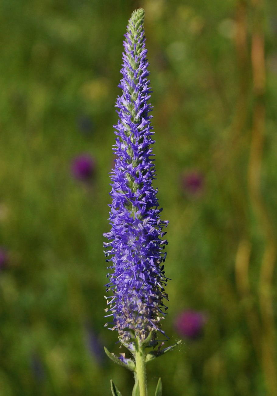 Veronica porphyriana