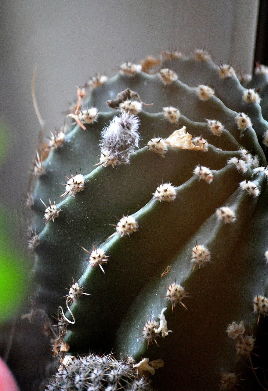 Эхинопсис максимилиана