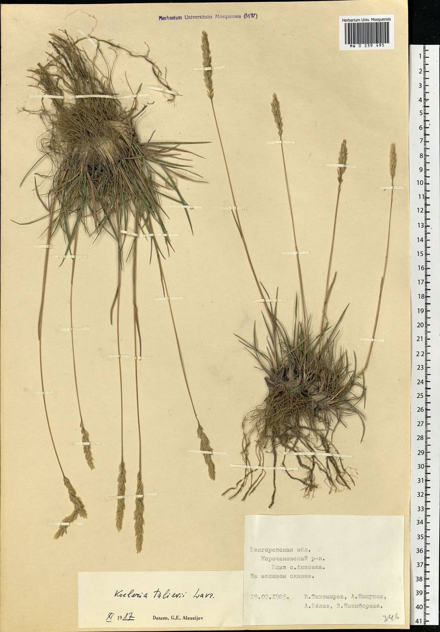 Калерия сизая (Koeleria glauca)