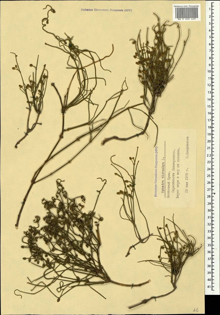 Хвойник регеля