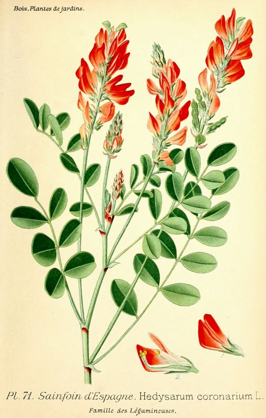 Копеечник турчанинова